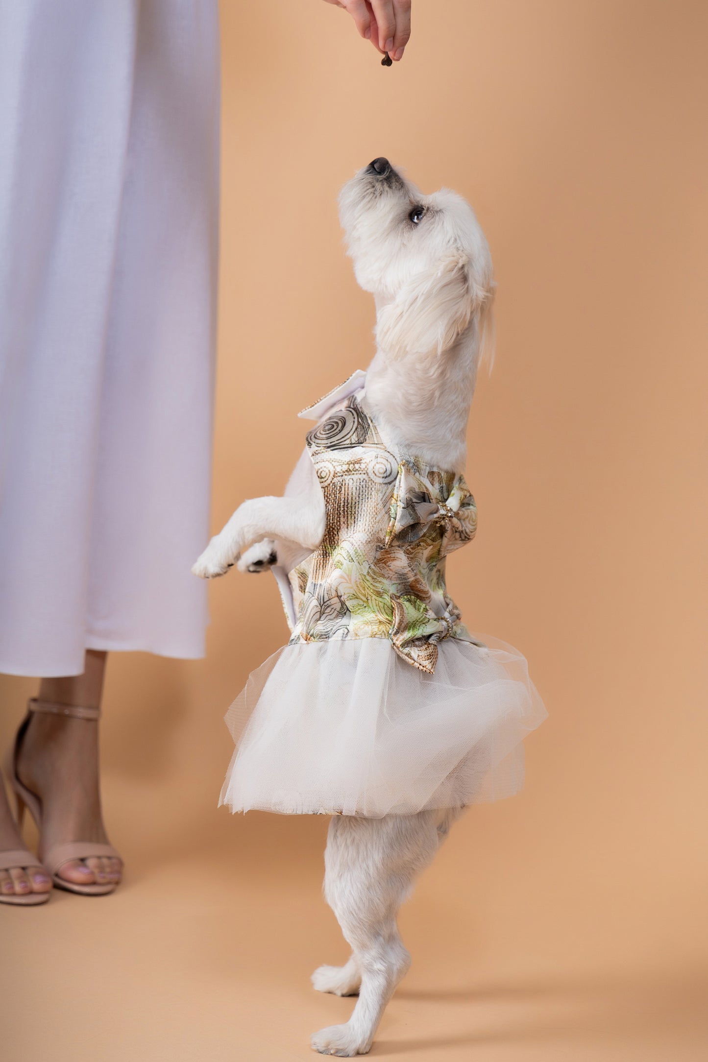 Chloris Chic