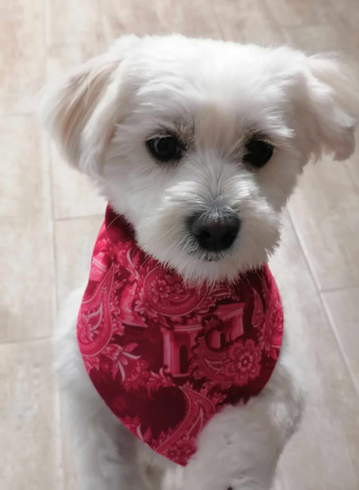 Athena Paisley Bandana  Fouchia