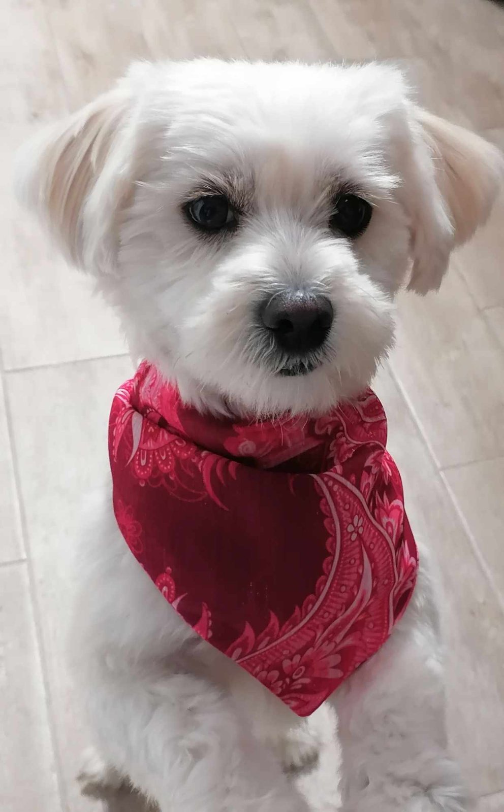 Athena Paisley Bandana  Fouchia